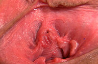 Gape My Pussy Login Information s0